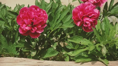 Beautiful peonies swaying in the wind under the summer sun Stock Footage 90304355