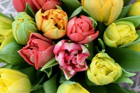 Beautiful peony multi-colored spring tulips are sold at the flower market on Stock Photos