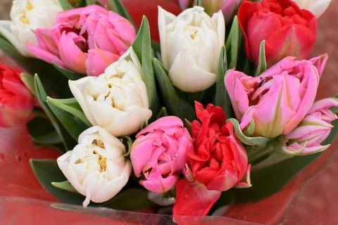 Beautiful peony multi-colored spring tulips are sold at the flower market on Stock Photos