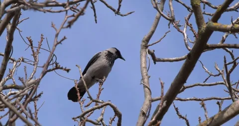 A beautiful perched bird can be seen against a clear blue sky in its natural Video stock 304746381