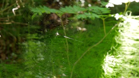 Beautiful Perfect Spider Web In The Forest Moving In The Wind 4K Stock Footage 85021712