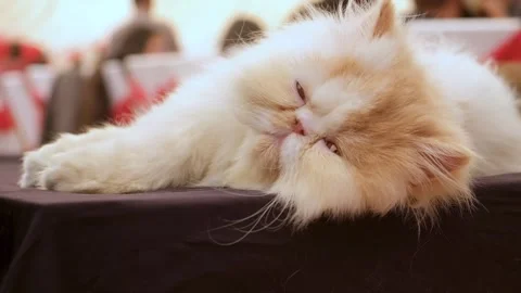 Beautiful Persian Cat Looking into Camera outdoors. Fluffy Persian Cat Sitting 스톡 동영상 343807732