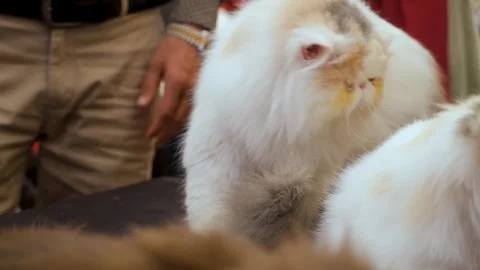 Beautiful Persian Cat Looking into Camera Indoor. Long Haired Persian Cat Stock Footage 343811027