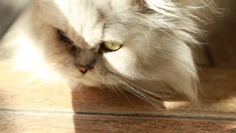 Beautiful Persian cat lying Video stock 8960267