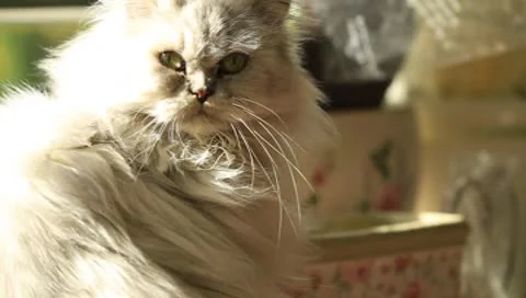 Beautiful Persian cat scratching Video stock 8960205
