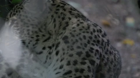Beautiful persian leopard waking up in a forest Stock Footage 326702086