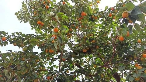Beautiful persimmon tree with ripening orange persimmons Stock Footage 320022027