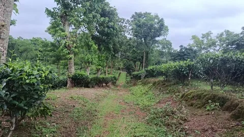 Beautiful Perspective of a Lush Green Tea Estate Landscape Stock Footage 339377302