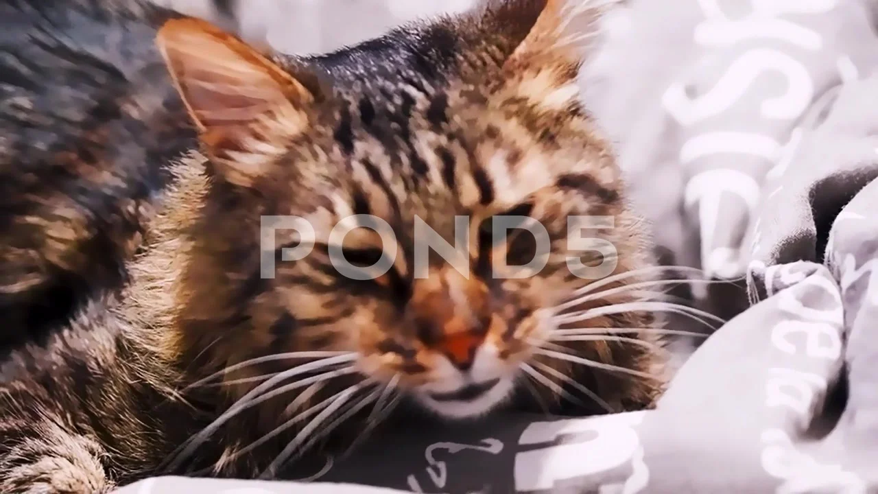 1,275 Funny Cat Icon Stock Video Footage - 4K and HD Video Clips