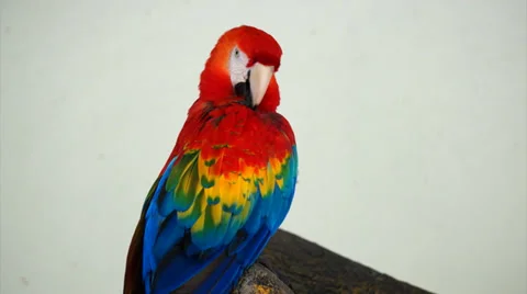 Beautiful Pet Parrot Stock Footage 33827567