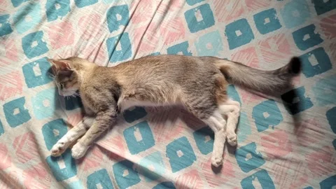 A beautiful pet tabby cat on the bed Stock Footage 242999253