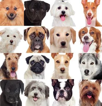 Beautiful pets Stock Photos