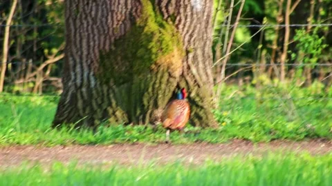 Beautiful pheasant hiding in meadow and walking through green grass Stock Footage 332407013