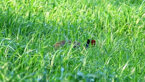 Beautiful pheasant hiding in meadow and walking through green grass Stock Footage 332407046