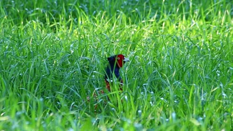 Beautiful pheasant hiding in meadow and walking through green grass Stock Footage 332407372