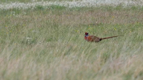 Beautiful pheasant on the meadow. Video stock 107856493
