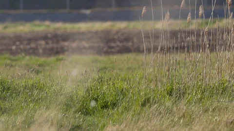 Beautiful pheasant on the meadow. Stock Footage 107856870