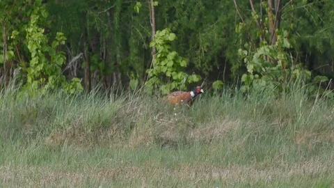 Beautiful pheasant on the meadow. Stock Footage 107857215