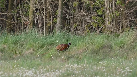 Beautiful pheasant on the meadow. Vídeos de archivo 107858071