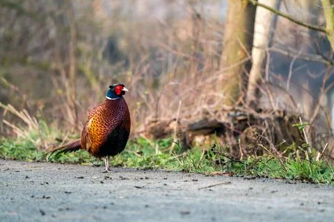 An Beautiful pheasant Foto stock