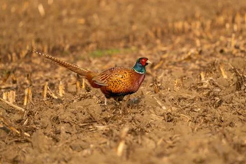 An Beautiful pheasant Stock Photos