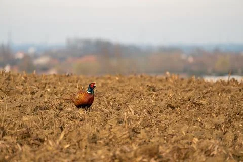 An Beautiful pheasant Stock Photos
