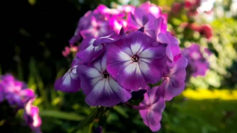 Beautiful phlox close up Stock Footage 211124216