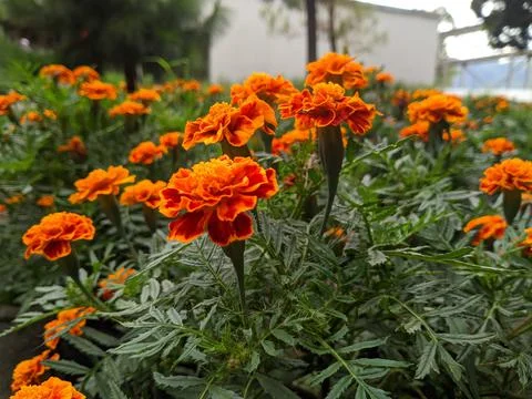 Beautiful Foto stock