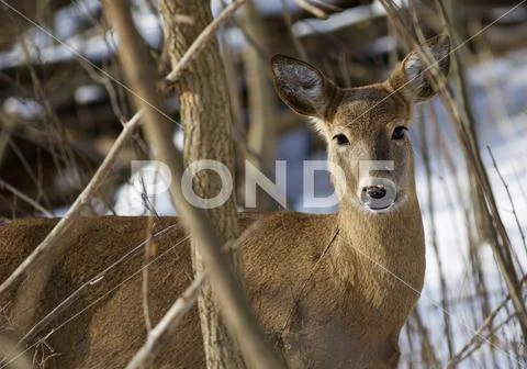 Beautiful photo of the very cute wild deer Stock Photos