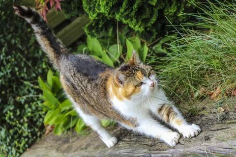 Beautiful photogenic cat. Nice patterned cat outdoor feeling well and relaxed Stock Photos