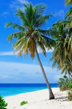Beautiful Photos Of Beach Beside There Is Coconut Trees Stock Photos