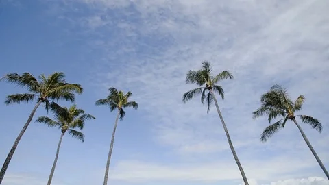 Beautiful picture of five palm trees under tenderly blue sky of resort montage Stock Footage 101114610