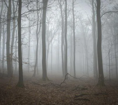A beautiful picture of trees in the mist Stock Photos