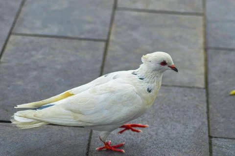 The beautiful pigeon with feathers is white with a hint of blue and yellow Stock Photos