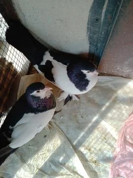 Beautiful Pigeon perfect pair Stock Photos