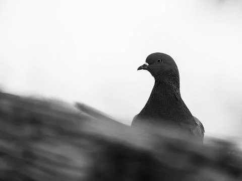 A beautiful pigeon Stock Photos