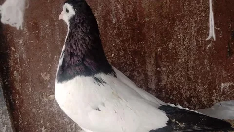 Beautiful Pigeon Sitting in Front of the Camera Stock Footage 346267449