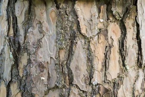 Beautiful Pine bark in pine forest with moss Stock Photos