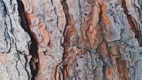 Beautiful Pine bark texture pattern Stock Photos