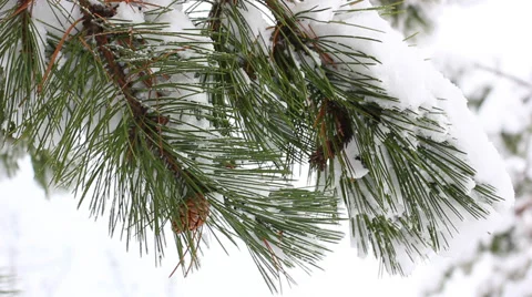 Beautiful pine branch with snow Stock Footage 34309704