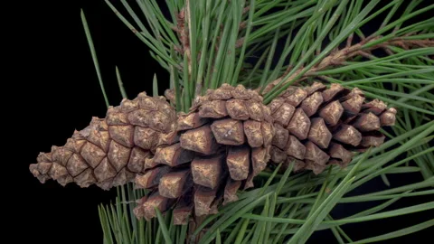 Beautiful pine branch with three cones on black background Stock Footage 244330370