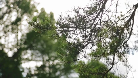 Beautiful pine branches against a bright sky. Shot close-up Stock Footage 138330846