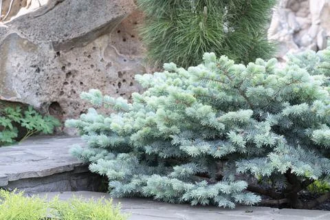 Beautiful pine branches close up as background Stock-Fotos