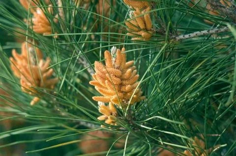 Beautiful pine buds closeup Stock Photos