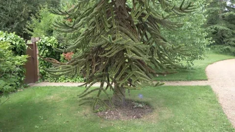 Beautiful pine christmas tree Video stock 133739016