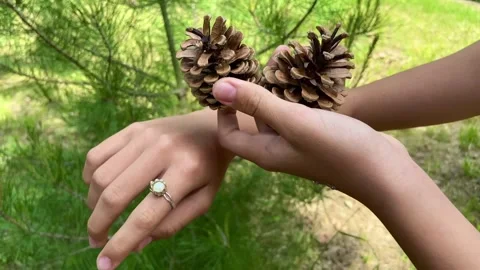 Beautiful pine cones in the beautiful hands Stock Footage 244495066