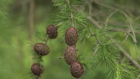 Beautiful pine cones capture Stock Footage 246340638