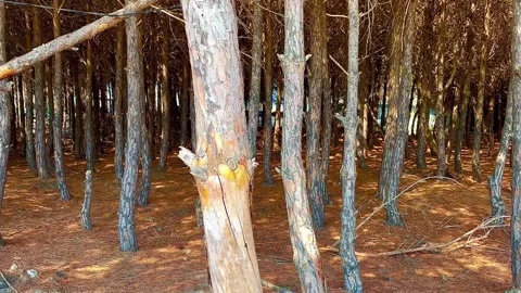 A beautiful pine forest in Albania. Vídeos de archivo 341288054