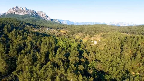 Beautiful Pine Forest and Mountain Drone Shot Stock Footage 130112500