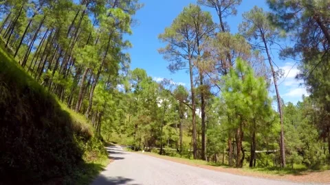 Beautiful pine forest and road in uttrakhand 스톡 동영상 220406105